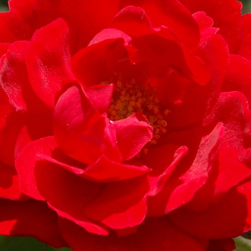 Rosa Zwergenfee 09® - rosa sin fragancia - Árbol de Rosas Miniatura - rosal de pie alto - rojo - W. Kordes & Sons- forma de corona compacta - Rosal de árbol con flores pequeñas que florecen abundantemente.